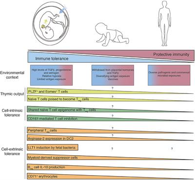 Mechanisms of Fetal T Cell Tolerance and Immune Regulation